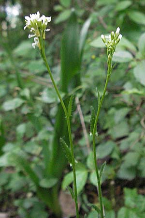 Arabis sagittata \ Pfeilblatt-Gnsekresse / Arrow-Leaved Rock-Cress, D Bensheim 15.5.2006