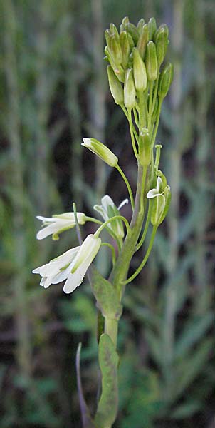 Arabis glabra \ Kahles Turmkraut / Tower Mustard, D Odenwald, Hilsenhain 23.5.2006