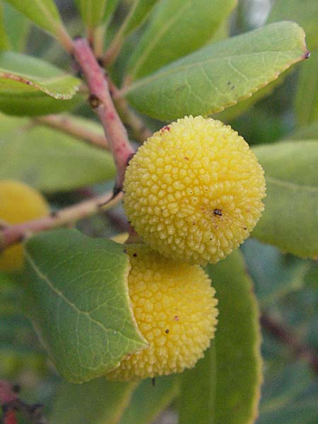 Arbutus unedo \ Westlicher Erdbeerbaum / Strawberry Tree, D Botan. Gar.  Universit.  Heidelberg 4.10.2006