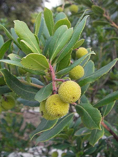 Arbutus unedo \ Westlicher Erdbeerbaum / Strawberry Tree, D Botan. Gar.  Universit.  Heidelberg 4.10.2006