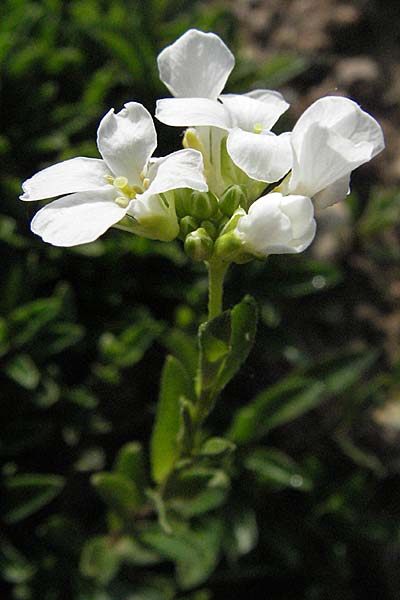 Arabis procurrens \ Ungarische Gnsekresse, Karpaten-Schaumkresse / Running Rock-Cress, D Botan. Gar.  Universit.  Heidelberg 18.10.2006