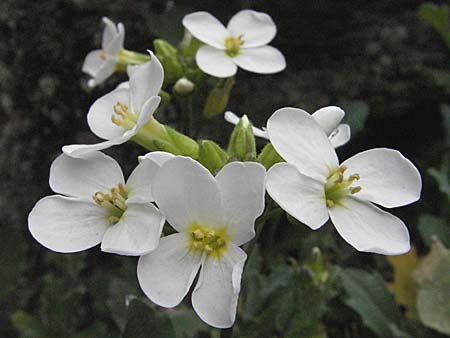 Arabis alpina subsp. caucasica \ Kaukasische Gnsekresse / Wall Rock-Cress, D Botan. Gar.  Universit.  Heidelberg 17.3.2007