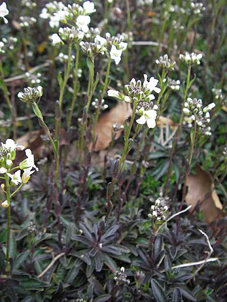 Arabis procurrens \ Ungarische Gnsekresse, Karpaten-Schaumkresse / Running Rock-Cress, D Botan. Gar.  Universit.  Heidelberg 17.3.2007