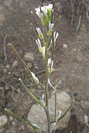 Arabis auriculata \ Gehrte Gnsekresse / Annual Rock-Cress, D Neuleiningen 12.4.2007