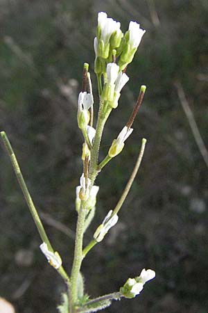 Arabis auriculata \ Gehrte Gnsekresse / Annual Rock-Cress, D Neuleiningen 12.4.2007