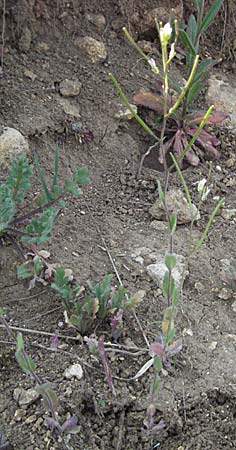 Arabis auriculata \ Gehrte Gnsekresse / Annual Rock-Cress, D Neuleiningen 12.4.2007