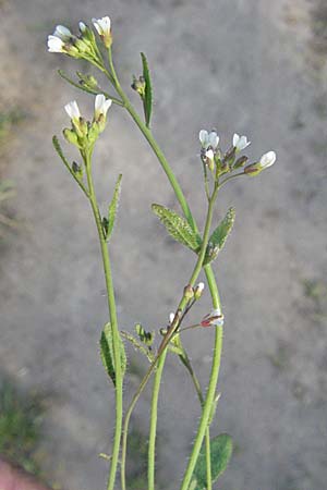 Arabidopsis thaliana \ Acker-Schmalwand / Thale Cress, D Eisenberg 12.4.2007