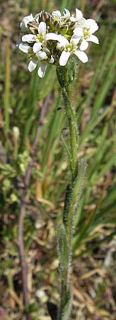 Arabis hirsuta \ Rauhaarige Gnsekresse / Hairy Rock-Cress, D Karlstadt 14.4.2007