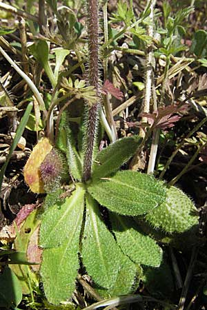 Arabis hirsuta \ Rauhaarige Gnsekresse / Hairy Rock-Cress, D Karlstadt 14.4.2007