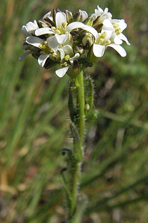 Arabis hirsuta \ Rauhaarige Gnsekresse / Hairy Rock-Cress, D Karlstadt 14.4.2007