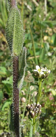 Arabis hirsuta \ Rauhaarige Gnsekresse / Hairy Rock-Cress, D Karlstadt 14.4.2007