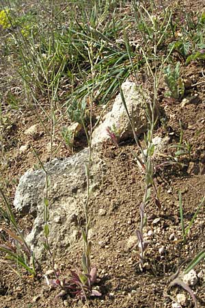 Arabis auriculata \ Gehrte Gnsekresse / Annual Rock-Cress, D Neuleiningen 17.4.2007
