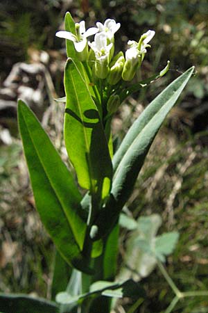 Arabis pauciflora \ Armbltige Gnsekresse / Few-Flowered Rock-Cress, D Karlstadt 30.4.2007