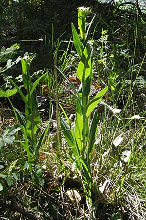 Arabis pauciflora \ Armbltige Gnsekresse / Few-Flowered Rock-Cress, D Karlstadt 30.4.2007