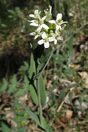Arabis pauciflora \ Armbltige Gnsekresse / Few-Flowered Rock-Cress, D Karlstadt 30.4.2007