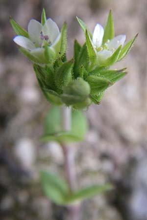 Arenaria serpyllifolia \ Quendelblttriges Sandkraut / Thyme-Leaved Sandwort, D Karlsruhe 2.5.2008