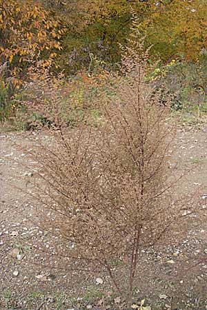 Artemisia scoparia \ Besen-Beifu / Redstem Wormwood, Virgate Sagebrush, D Viernheim 1.11.2008