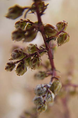 Artemisia scoparia \ Besen-Beifu / Redstem Wormwood, Virgate Sagebrush, D Viernheim 1.11.2008