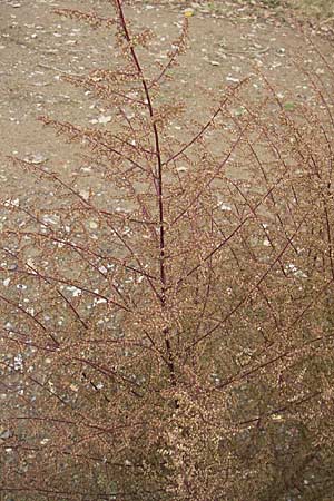 Artemisia scoparia \ Besen-Beifu / Redstem Wormwood, Virgate Sagebrush, D Viernheim 1.11.2008