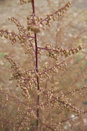 Artemisia scoparia \ Besen-Beifu / Redstem Wormwood, Virgate Sagebrush, D Viernheim 1.11.2008