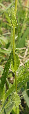 Arabis hirsuta \ Rauhaarige Gnsekresse / Hairy Rock-Cress, D Bensheim 2.5.2009