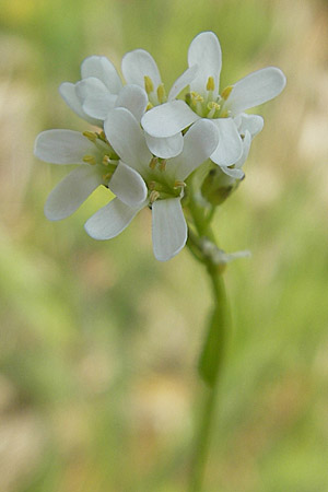 Arabis hirsuta \ Rauhaarige Gnsekresse / Hairy Rock-Cress, D Bensheim 2.5.2009