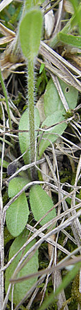 Arabis hirsuta \ Rauhaarige Gnsekresse / Hairy Rock-Cress, D Bensheim 2.5.2009