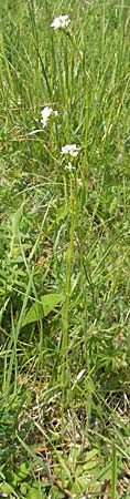 Arabis hirsuta \ Rauhaarige Gnsekresse / Hairy Rock-Cress, D Bensheim 2.5.2009