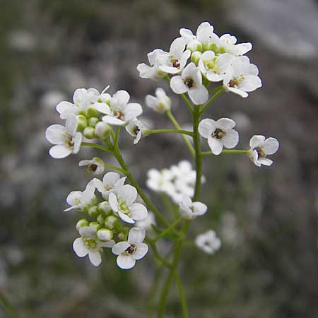 Kernera saxatilis \ Felsen-Kugelschtchen / Kernera, D Pfronten 22.5.2009