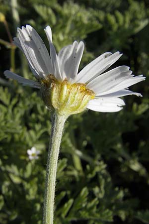 Anthemis austriaca \ sterreichische Hundskamille / Austrian Chamomile, D Mannheim 22.4.2010