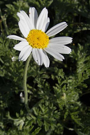 Anthemis austriaca \ sterreichische Hundskamille / Austrian Chamomile, D Mannheim 22.4.2010