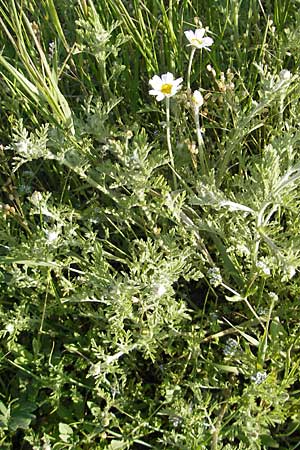 Anthemis austriaca \ sterreichische Hundskamille / Austrian Chamomile, D Mannheim 22.4.2010