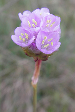 Armeria maritima subsp. elongata \ Sand-Grasnelke / Tall Thrift, D Karlstadt 1.5.2010