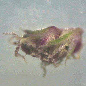 Amaranthus rudis \ Wasserhanf / Water Hemp, D Mannheim 1.10.2011