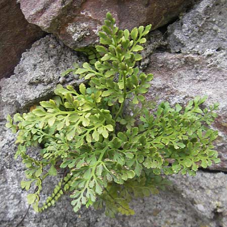 Asplenium ruta-muraria \ Gewhnliche Mauerraute / Wall-Rue, D Neckarsteinach 26.7.2011