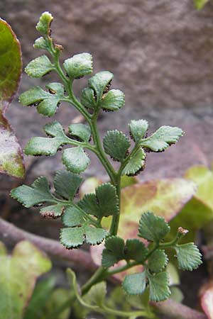 Asplenium ruta-muraria \ Gewhnliche Mauerraute / Wall-Rue, D Neckarsteinach 26.7.2011
