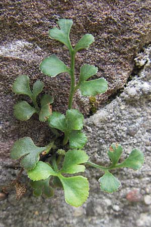 Asplenium ruta-muraria \ Gewhnliche Mauerraute / Wall-Rue, D Neckarsteinach 26.7.2011