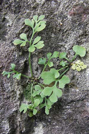 Asplenium ruta-muraria \ Gewhnliche Mauerraute / Wall-Rue, D Neckarsteinach 26.7.2011