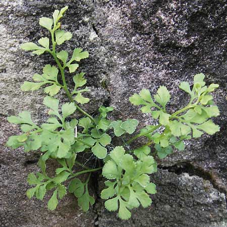 Asplenium ruta-muraria \ Gewhnliche Mauerraute / Wall-Rue, D Neckarsteinach 26.7.2011