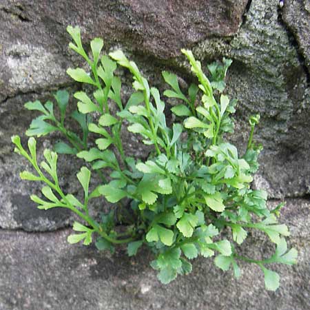 Asplenium ruta-muraria \ Gewhnliche Mauerraute / Wall-Rue, D Neckarsteinach 26.7.2011