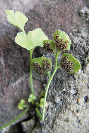 Asplenium ruta-muraria \ Gewhnliche Mauerraute / Wall-Rue, D Neckarsteinach 26.7.2011