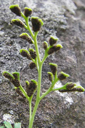 Asplenium ruta-muraria \ Gewhnliche Mauerraute / Wall-Rue, D Neckarsteinach 26.7.2011