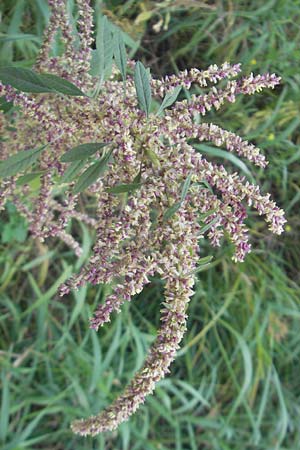 Amaranthus rudis \ Wasserhanf / Water Hemp, D Mannheim 25.9.2011