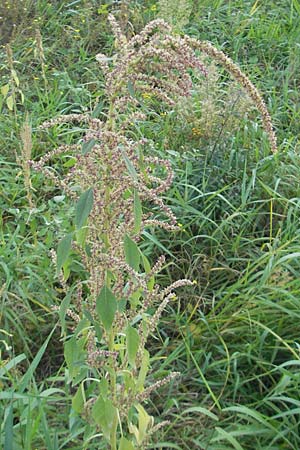Amaranthus rudis \ Wasserhanf / Water Hemp, D Mannheim 25.9.2011