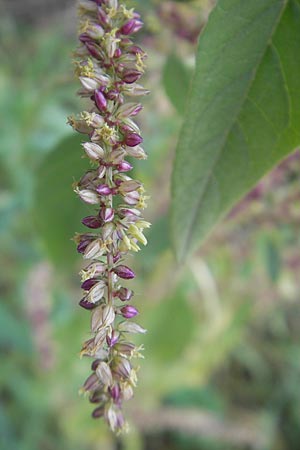 Amaranthus rudis \ Wasserhanf / Water Hemp, D Mannheim 25.9.2011