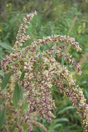 Amaranthus rudis \ Wasserhanf / Water Hemp, D Mannheim 25.9.2011