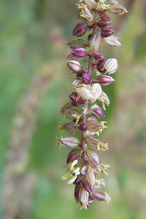 Amaranthus rudis \ Wasserhanf / Water Hemp, D Mannheim 25.9.2011