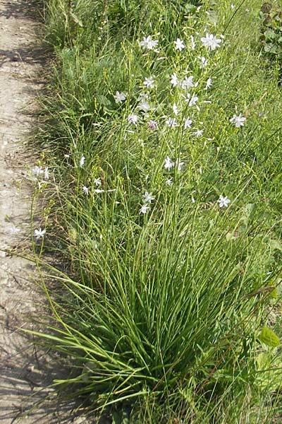 Anthericum ramosum \ stige Graslilie, Rispen-Graslilie / Branched St. Bernard's Lily, D Zeutern 23.6.2012