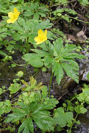 Anemone ranunculoides \ Gelbes Windrschen / Yellow Anemone, D Gerolzhofen-Sulzheim 5.5.2013