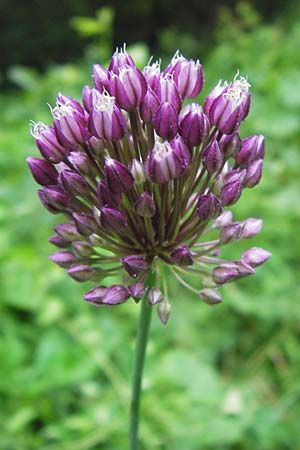 Allium rotundum \ Kugeliger Lauch / Sand Leek, D Weinheim an der Bergstraße 21.6.2013